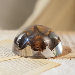 Venta Caliente de Artesanías de Resina, Decoración de Taxidermia de Murciélago, Especímenes de Animales Reales en Resina, Adornos para el Hogar, Regalos Únicos para Entusiastas de la Biología - Product Image 3