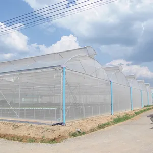 Umbrella Vent Multi-Span Greenhouses Agricultural Tropical Open Roof Greenhouses Tunnels With Top Vent