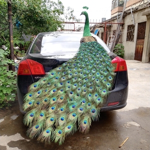 Paon simulé véritable plume oiseaux modèle réaliste réaliste fait à la main artisanat pour les décorations de mariage de fête de Noël - Product Image 4