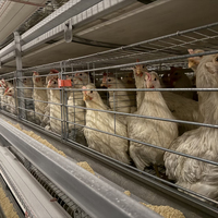 Vente en gros de cages à poulets intelligentes de type H avec système d'alimentation et d'abreuvement entièrement automatique, système de nettoyage des excréments, personnalisé pour les poulets