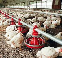 Granja Ovejas Cabras Sirviendo Aves de Corral Casa Ovejas Cobertizo Ventilación Agricultura Vaca Granja Ventilador Pollo Capa Aves de Corral Jaula