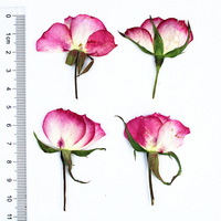 Roses séchées naturelles pressées à la main avec tiges pour l'art de la résine DIY, l'artisanat, la décoration de la maison et les invitations de mariage