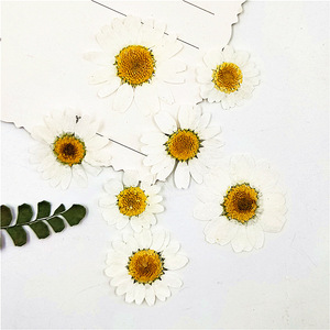 Fleurs séchées à base d'hélium pour la décoration du visage, produit domestique bon marché, délicates, bricolage, micro-sotis naturels, chrysanthème blanc et bleu, 30 pièces, X159 - Product Image 6