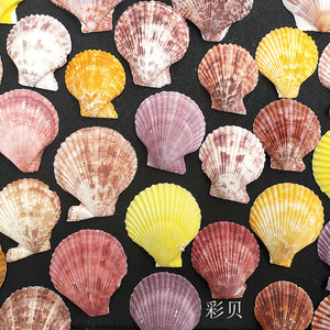 20PCS Colorful Natural Seashells Decorations Scallop <strong>Shells</strong> Crafts Decor <strong>Ornament</strong> - Product Image 3