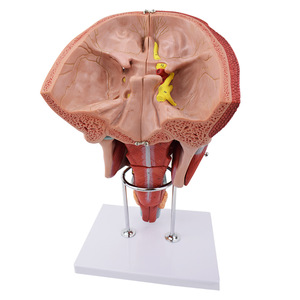 Modelo de enseñanza de anatomía médica Modelos anatómicos de los músculos de la cabeza Nariz Boca y laringe <span class=keywords><strong>para</strong></span> el estudio de la Escuela de Medicina - Product Image 2