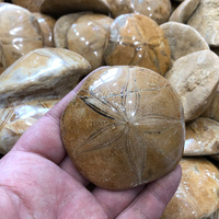 Madagascar Pierre Naturelle Poli Mer D'échinoïdes Étoile Spécimen Étoile De Mer Fossiles Pour La Décoration