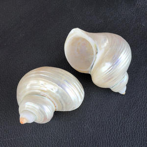 천연 진주 실버 입 터보 4-6cm 폴란드어 소라 쉘 소라게 껍질 - Product Image 5