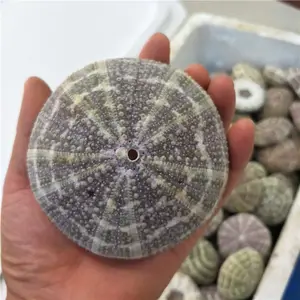Hot selling 11-13CM Sea Urchin Shell Conch Marine Specimen DIY Home Decoration Shell Green Spotted Sea Urchin
