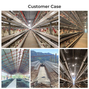 Tavuk tabakası tavuk çiftliği A tipi 4 Tier 160 kapasite 5000 kuşlar satılık büyük pil <span class=keywords><strong>Coop</strong></span> tavuklar yumurta yetiştiriciliği otomatik döşeme - Product Image 6