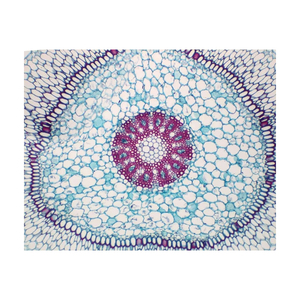 Diapositivas Preparadas de Botánica para Comparación de Monocotiledóntos y Dicotiledóntos - Product Image 6