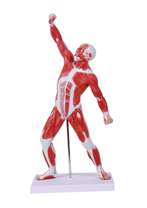 Modelo anómico personalizado, muestra los músculos superficial del <span class=keywords><strong>cuerpo</strong></span> <span class=keywords><strong>humano</strong></span> - Product Image 6