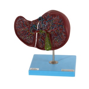 Modelo anatómico humano <span class=keywords><strong>de</strong></span> hígado y vesícula biliar GD/A12009 - Product Image 1