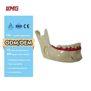 Modello di decomposizione dentale organizzazione modello di mandibola Od - Product Image 1