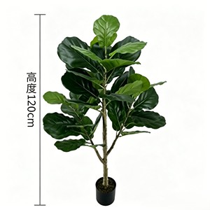Fiddle-leaf figs are suitable for various festivals. They are evergreen and durable. - Product Image 2