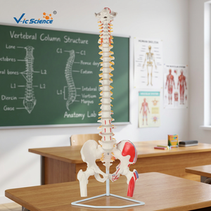 Modèle médical flexible en PVC de colonne vertébrale avec têtes d'ischio-jambiers et insertions musculaires - Product Image 3