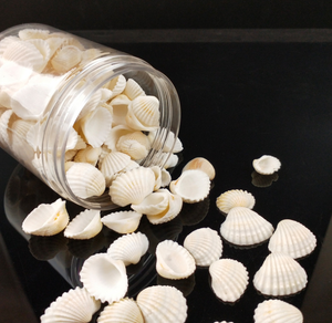 Coquillages naturels blancs de 2 à 3 cm pour cadre photo Décoration de mode pour bricolage Coquillages avec ou sans trous - Product Image 5