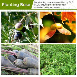 FocusHerb植物エキスDang Gui <span class=keywords><strong>Angelica</strong></span>根粉末10:<span class=keywords><strong>1</strong></span>半径Angelicae Dahuricaeエキス - Product Image 4