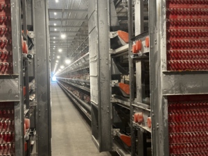 Equipo de Jaulas Automatizadas Tipo H para la Región <span class=keywords><strong>MENA</strong></span>, Diseño de Automatización Compatible con Energía Solar y Ahorro de Energía - Product Image 4