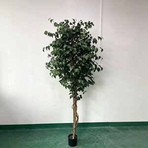 Directly From the Factory Ficus Pandurata Suitable As Indoor and Outdoor Decoration Durable and Evergreen - Product Image 5