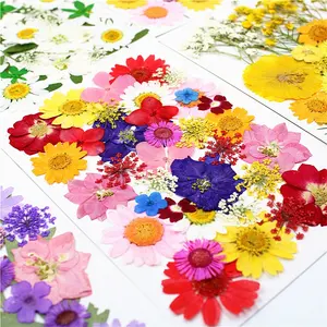 M027 Bulk Secchi di Fiori Pressati Stampo In Resina Ripieni di Fiori Fai Da Te Reale di Fiori Secchi Premuto Per Arte Del Chiodo Della Decorazione Della Casa Artigianato