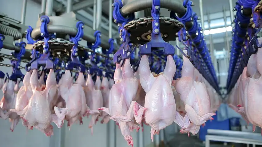 Broiler Chicken Slaughter With Slaughter Machinery Equipment Broiler Factory