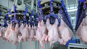 Broiler Chicken Slaughter With Slaughter Machinery Equipment Broiler Factory