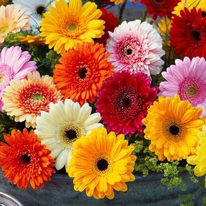 Variété de marguerites africaines d'origine, complètes et faciles à cultiver, pour la décoration des jardins fleuris, des cours et des espaces extérieurs - Product Image 1