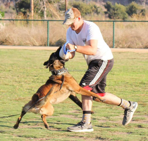 Factory Dog Training <b>Bite</b> Wedge <b>Bite</b> Pillow with 2 Handle Interactive Toy Dog <b>Bite</b> Sleeve Training Protection Dog <b>Bite</b> Wedge - Product Image 3