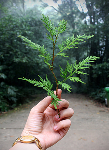 Hilo Birla Excel Lyocell ecológico suave y suave sensación efectiva humedad hilo hilado de alta tenacidad 21S 32S 40S 60S - Product Image 4