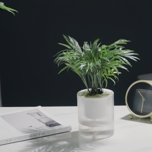 Pot absorbant l'eau automatique de radis vert en plastique Transparent de haute qualité Pot intérieur en spirale blanche à vendre - Product Image 2