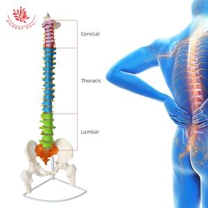लंबर रीढ़ की हड्डी मॉडल में 16 सीधे रंगीन प्लास्टिक लचीली हड्डी 85 सेमी में पेलविस, सेरम, ऑक्साइपिट मेडिकल स्पाइन कंकाल मॉडल शामिल हैं। - Product Image 6