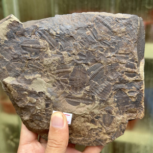 Fósil de Trilobites Redlichia de Gran Tamaño, Espécimen Marino del Temprano Cambriano, Detallado y Fino, para Enseñanza de Geología, Exhibición Paleontológica de Escritorio - Product Image 1