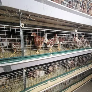 Zambia layer poultry farm layer broiler chicken cage for sale