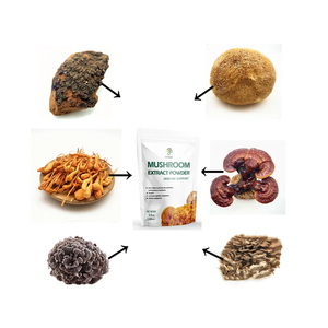 6 in 1 potente estratto di funghi in polvere-criniera di leoni, Reishi, Cordyceps, Chaga, turchia <span class=keywords><strong>T</strong></span> - Product Image 3