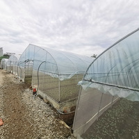 Serre de fraises de plantation de fruits Projet clé en main Poly Film Arche de tunnel Film plastique Serre de fraises