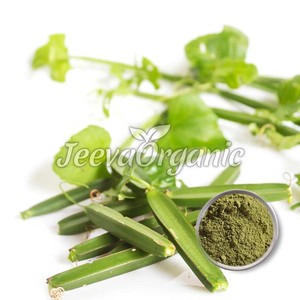 Food Grade Natural Cissus Quadrangularis <b>Extract</b> Powder 20% Ketosterones Hot Sale Wholesale Herbal <b>Extract</b> in Drum Packaging - Product Image 2