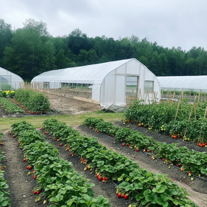 Serres arquées simples de fabrication industrielle pour légumes, fruits et fleurs, idéales pour la culture printanière et automnale. - Product Image 1