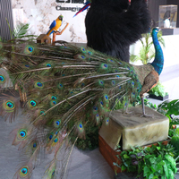 Paon animatronique grandeur nature personnalisé en usine, mouvement des plumes, zoo, musée, parc d'aventure, garderie, centre commercial, aéroport