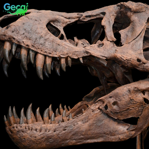 Gecai Museum Qualité Fossiles de Dinosaures Artificiels Os Résine Crâne de Dinosaure Squelette Sculpture à vendre - Product Image 2