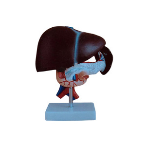 Modelo anatómico del cerebro con vasos sanguíneos, material didáctico de plástico para la enseñanza de biología - Product Image 3