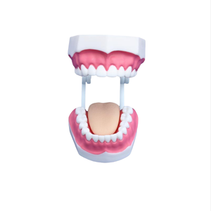 Modelos de cuidado dental anatómico ADA (28/32 dientes) Material de PVC para enseñanza de escuelas de medicina y aprendizaje de anatomía - Product Image 2