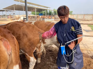 Mesin <span class=keywords><strong>Ultrasound</strong></span> hewan Probe Linear Multi frekuensi dengan perangkat lunak reproduksi untuk manajemen produk susu Herd - Product Image 6