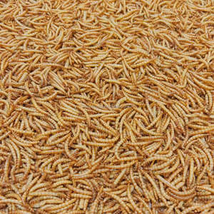 עתירת חלבון חיה להאכיל תולעת בשר שחור, חייל שחור זחלים זחלים עבור חיות מחמד - Product Image 1