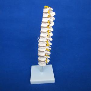 Modèle de vertèbre thoracique, colonne vertébrale avec moelle épinière et simulateur de nerfs Structure osseuse enseignement fantôme médical - Product Image 4