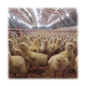 Cobertizo de control de gallinero automatico, comedero y bebedero para granja de aves de corral, venta a Rusia