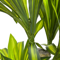 Plante artificielle Dracaena de 150 cm, fabrication de plantes artificielles, vente en gros de plantes artificielles en bonsaï pour la décoration intérieure
