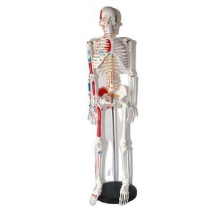 Modelo de esqueleto humano estándar de 85CM, distribución de puntos de arranque y de final de los músculos y del esqueleto - Product Image 1