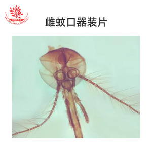 Portaobjetos biológicos con partes bucales de mosquitos hembras frescas, claramente teñidas y bien estructuradas, utilizados en laboratorios de enseñanza. - Product Image 5