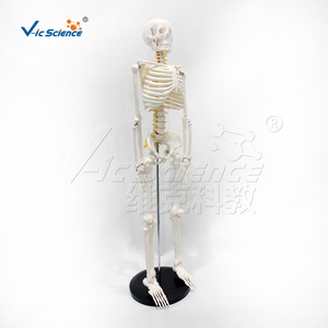 Modelo Anatómico de PVC de 85 cm del <span class=keywords><strong>Sistema</strong></span> Esquelético con Nervios y Discos Intervertebrales para la Enseñanza de Ciencias Médicas - Product Image 4
