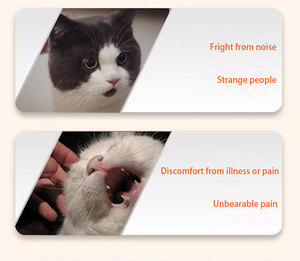 Suplemento de Aceite de Pescado Líquido para Mascotas, Calmante y Antiestrés, de Rápida Absorción, para <span class=keywords><strong>Gatos</strong></span> y Perros, Refuerzo del Sistema Inmunológico y Salud Digestiva - Product Image 5